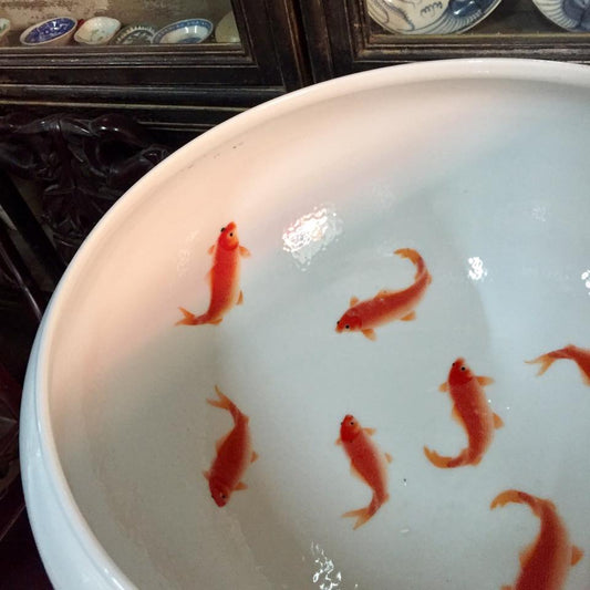 Koi Dishes